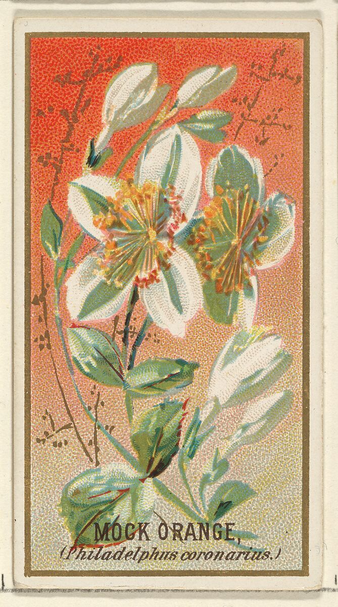 Mock orange (Philadelphus coronarius), from the Flowers series for Old Judge Cigarettes, Issued by Goodwin &amp; Company, Commercial color lithograph 