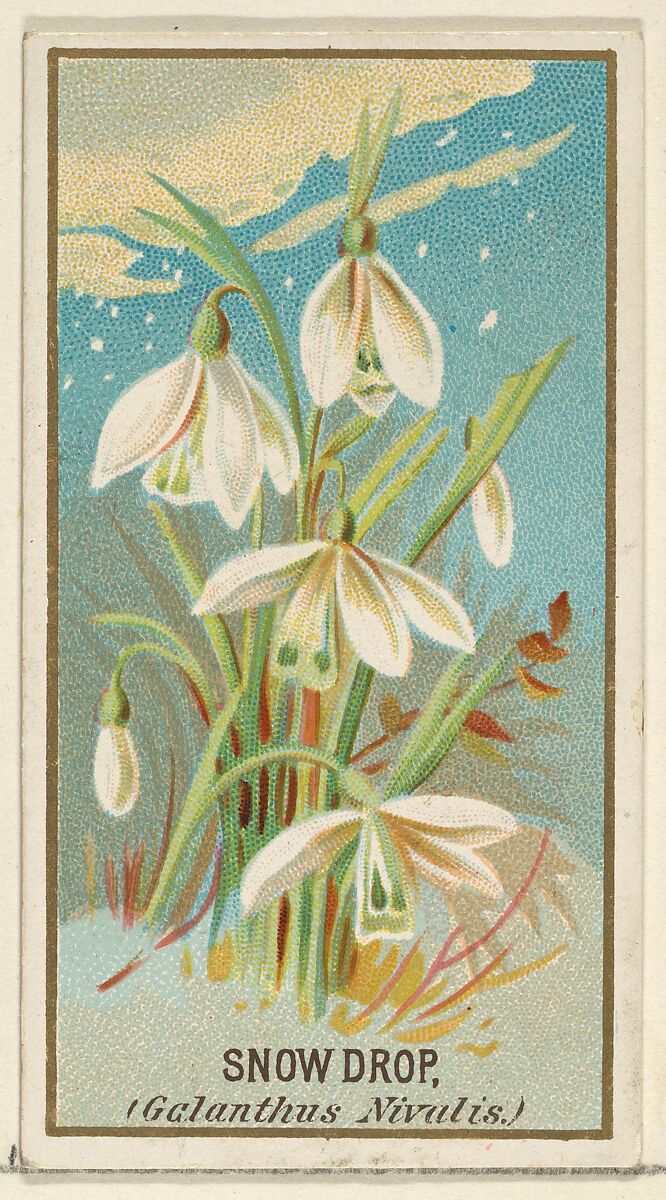 Snowdrop (Galanthus Nivalis), from the Flowers series for Old Judge Cigarettes, Issued by Goodwin &amp; Company, Commercial color lithograph 