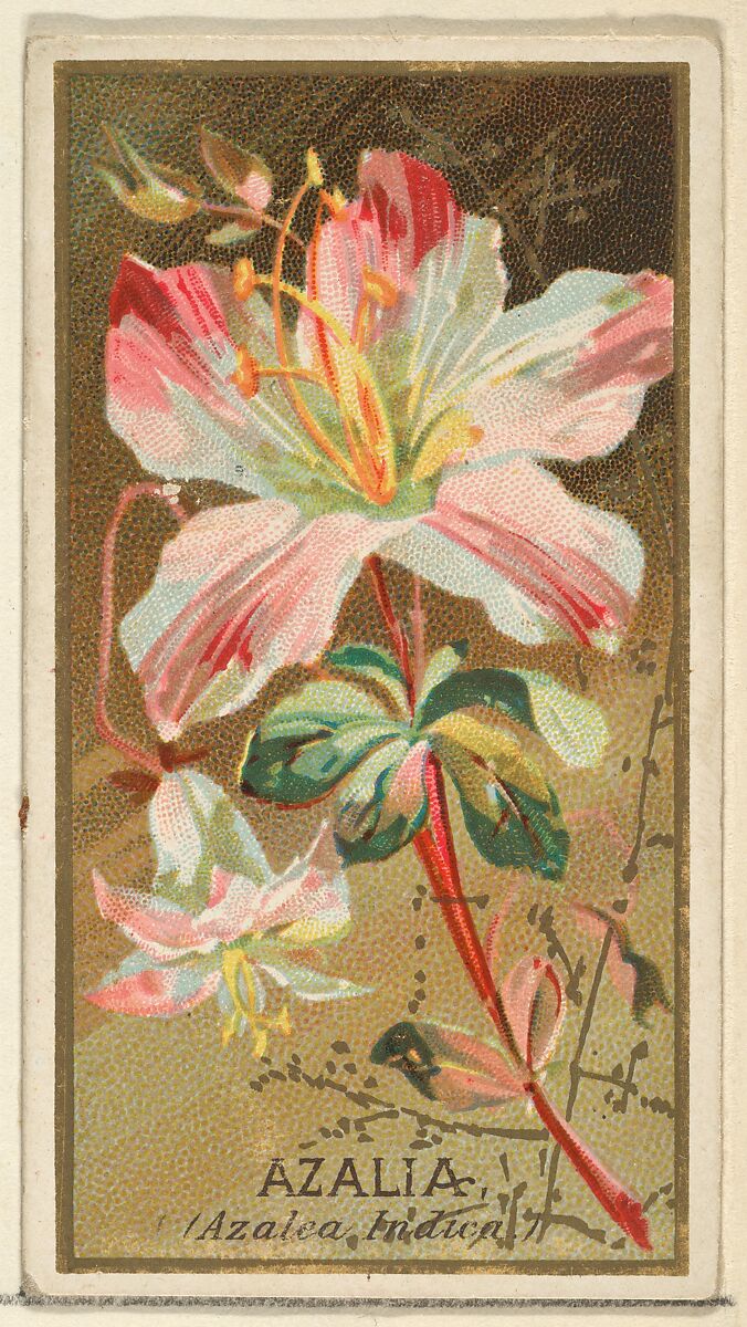 Azalia (Azalea Indica), from the Flowers series for Old Judge Cigarettes, Issued by Goodwin &amp; Company, Commercial color lithograph 