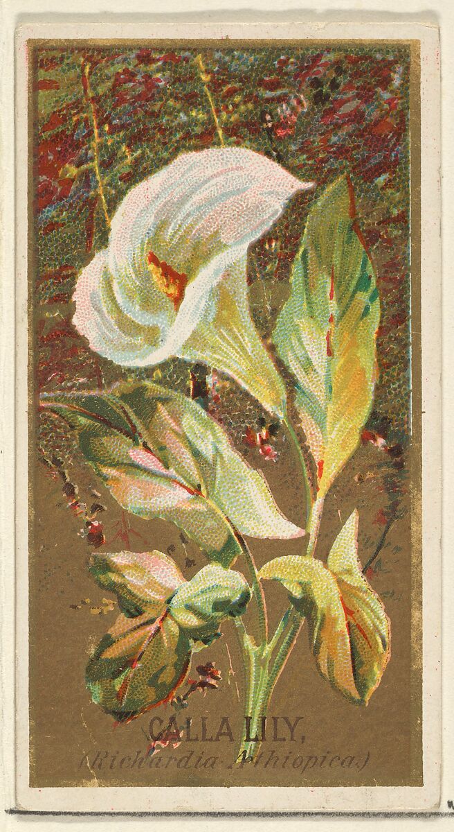 Calla Lily (Richardia Nethiopica), from the Flowers series for Old Judge Cigarettes, Issued by Goodwin &amp; Company, Commercial color lithograph 