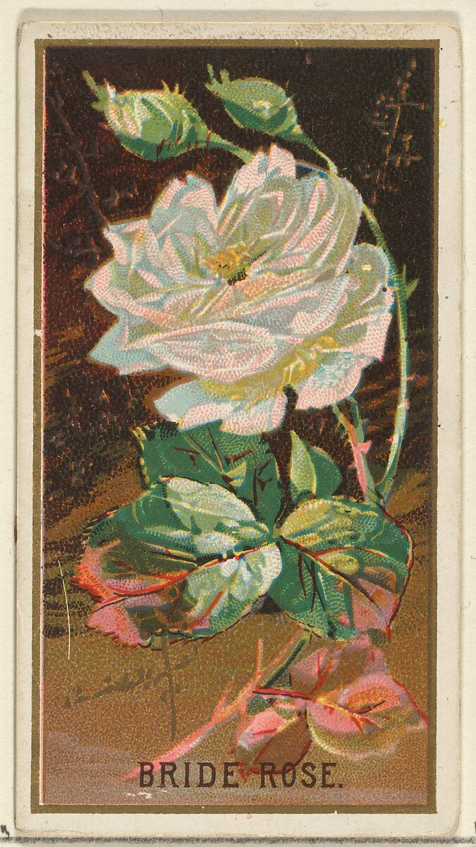 Bride Rose, from the Flowers series for Old Judge Cigarettes, Issued by Goodwin &amp; Company, Commercial color lithograph 