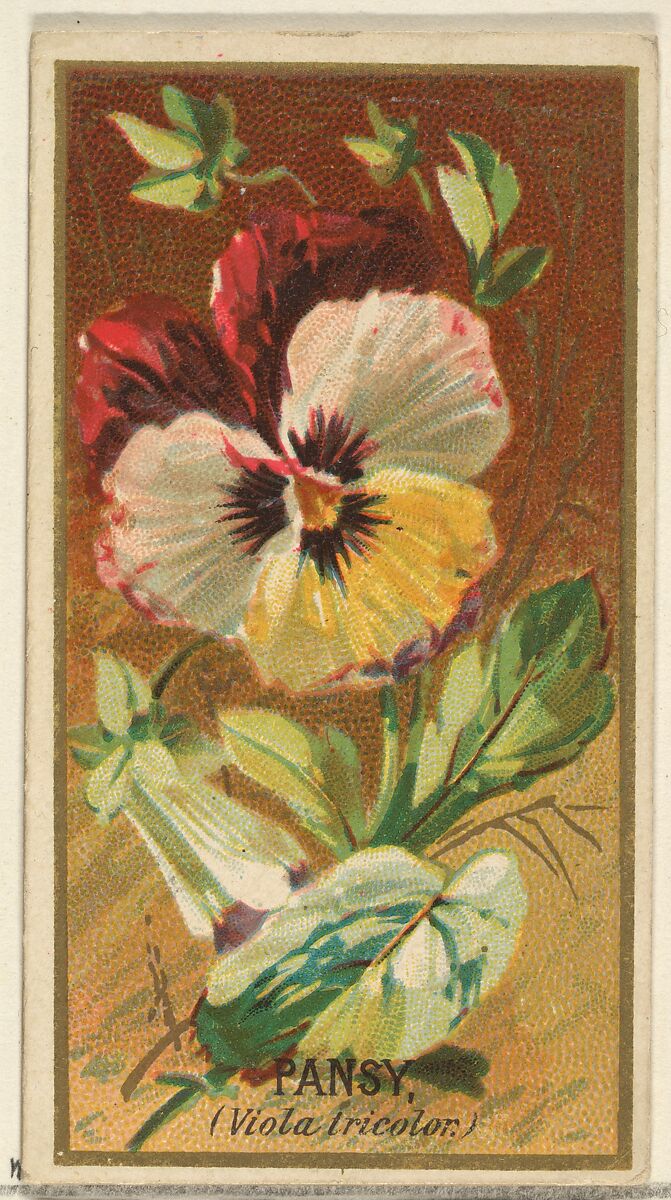 Pansy (Viola tricolor), from the Flowers series for Old Judge Cigarettes, Issued by Goodwin &amp; Company, Commercial color lithograph 