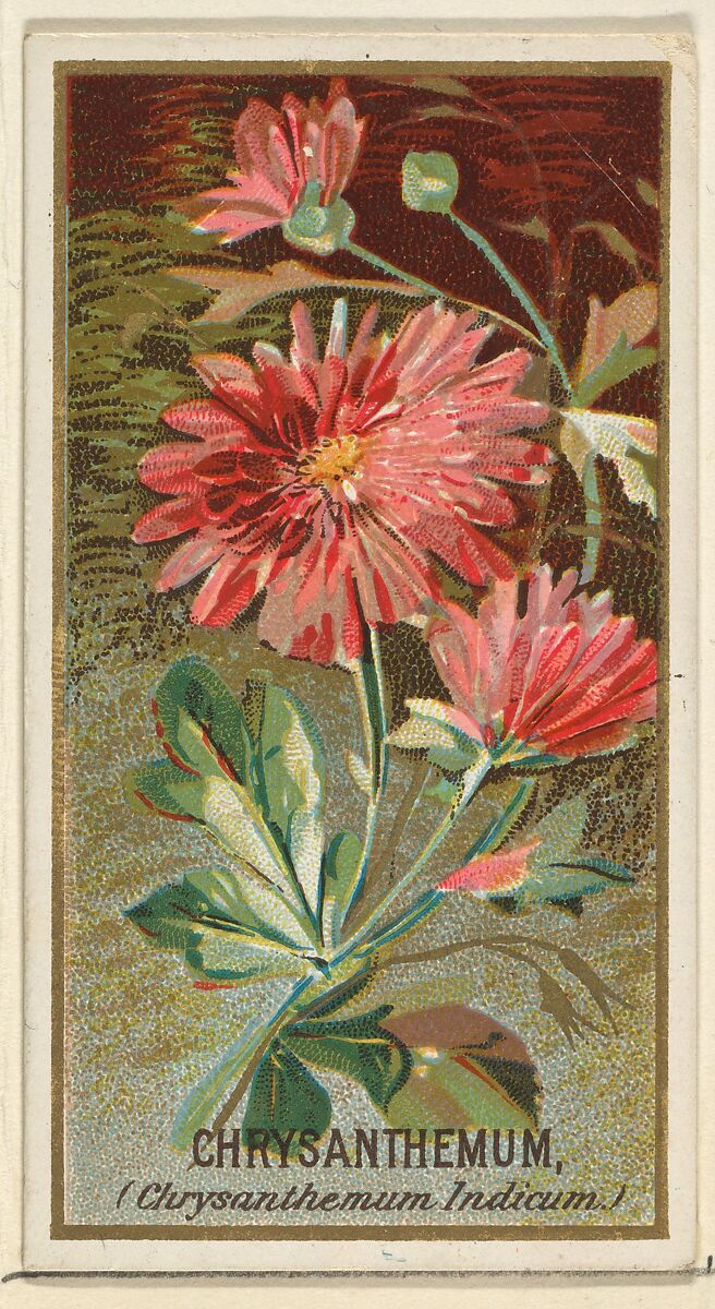 Chrysanthemum (Chrysanthemum Indicum), from the Flowers series for Old Judge Cigarettes, Issued by Goodwin &amp; Company, Commercial color lithograph 