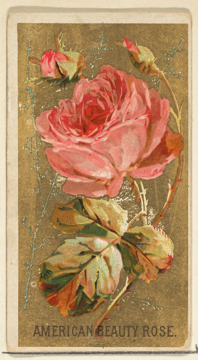 American Beauty Rose, from the Flowers series for Old Judge Cigarettes, Issued by Goodwin &amp; Company, Commercial color lithograph 
