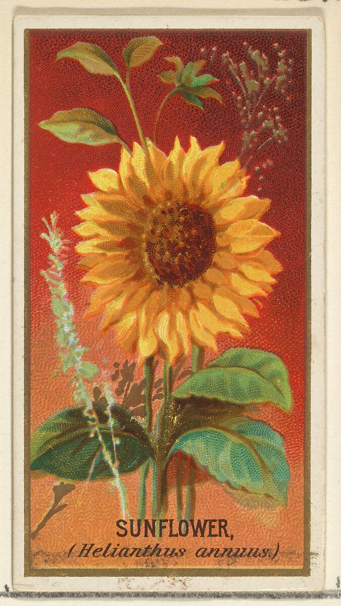 Issued by Goodwin & Company | Sunflower (Helianthus annuus ...