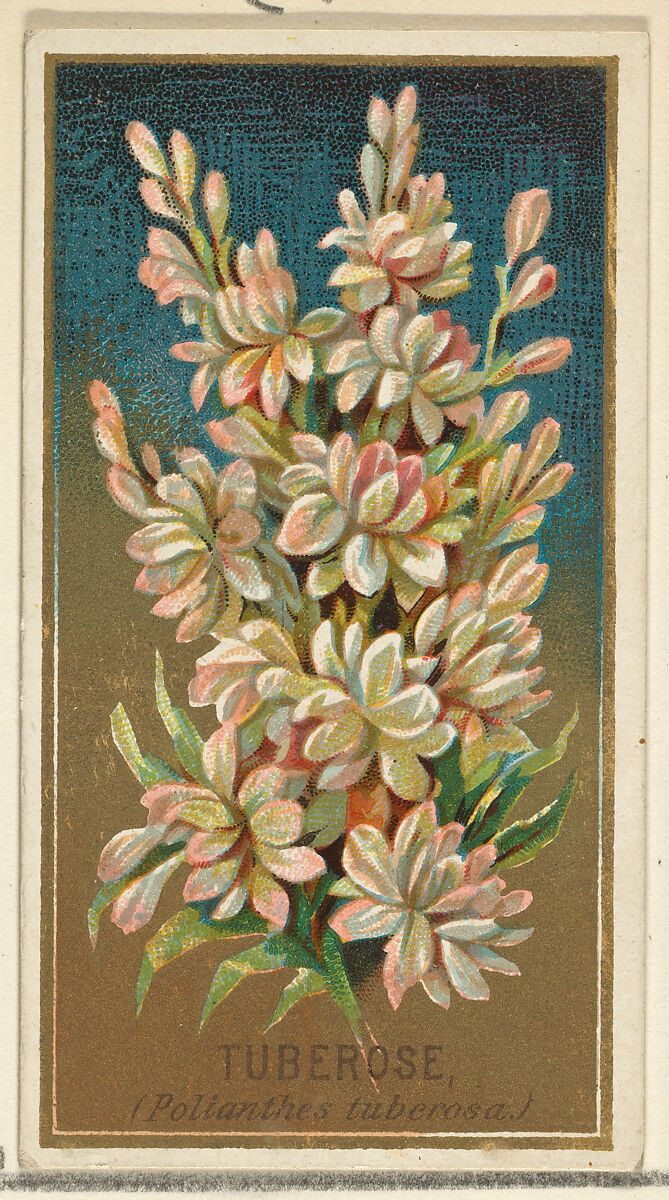 Tuberose (Pollanthes tuberosa), from the Flowers series for Old Judge Cigarettes, Issued by Goodwin &amp; Company, Commercial color lithograph 