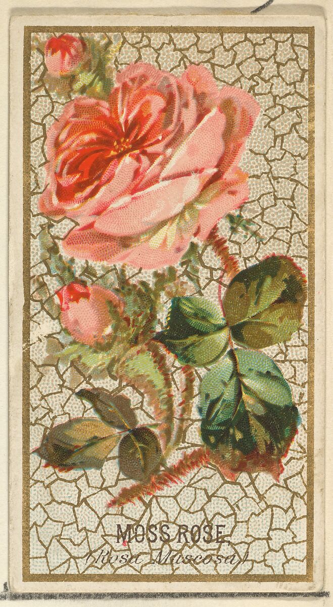 Moss Rose (Rosa Muscosa), from the Flowers series for Old Judge Cigarettes, Issued by Goodwin &amp; Company, Commercial color lithograph 