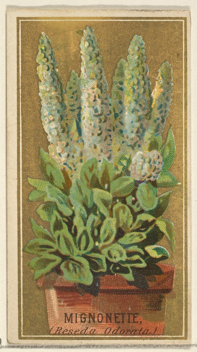 Mignonette (Reseda Odorata), from the Flowers series for Old Judge Cigarettes, Issued by Goodwin &amp; Company, Commercial color lithograph 