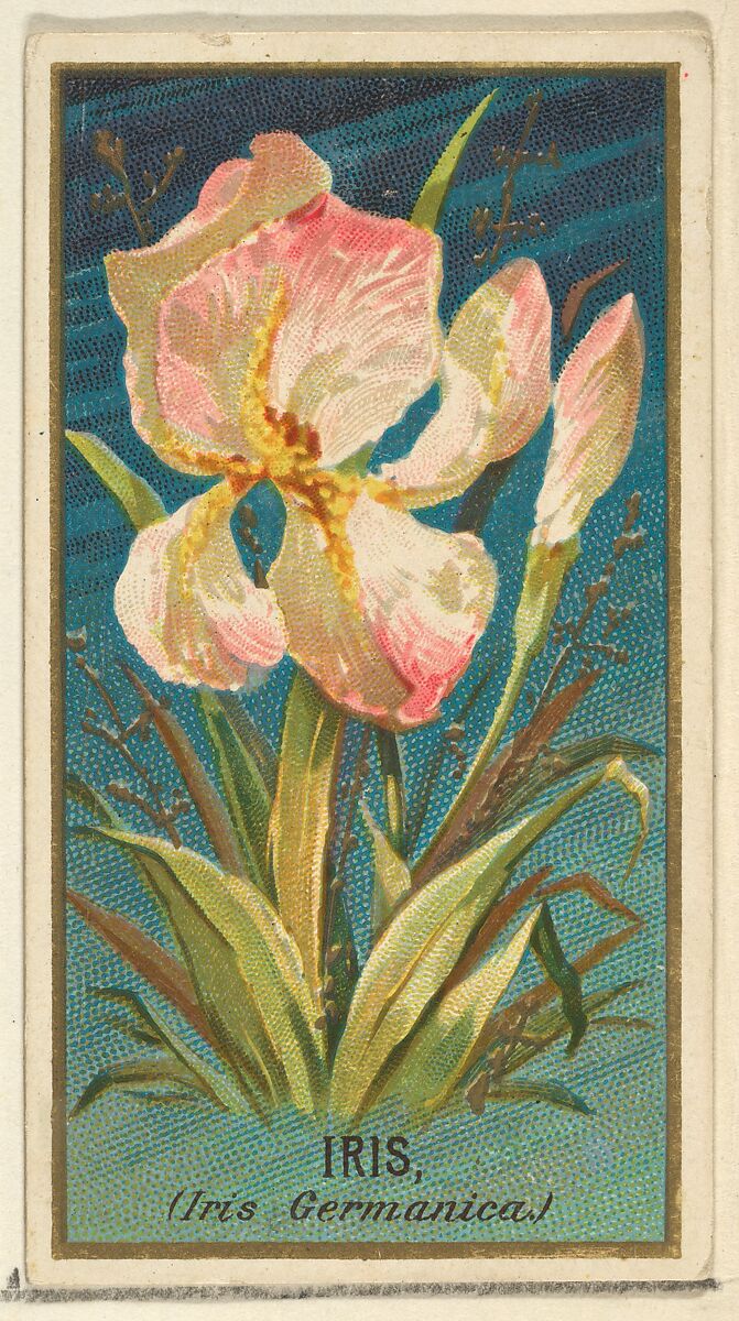 Iris (Iris Germanica), from the Flowers series for Old Judge Cigarettes, Issued by Goodwin &amp; Company, Commercial color lithograph 