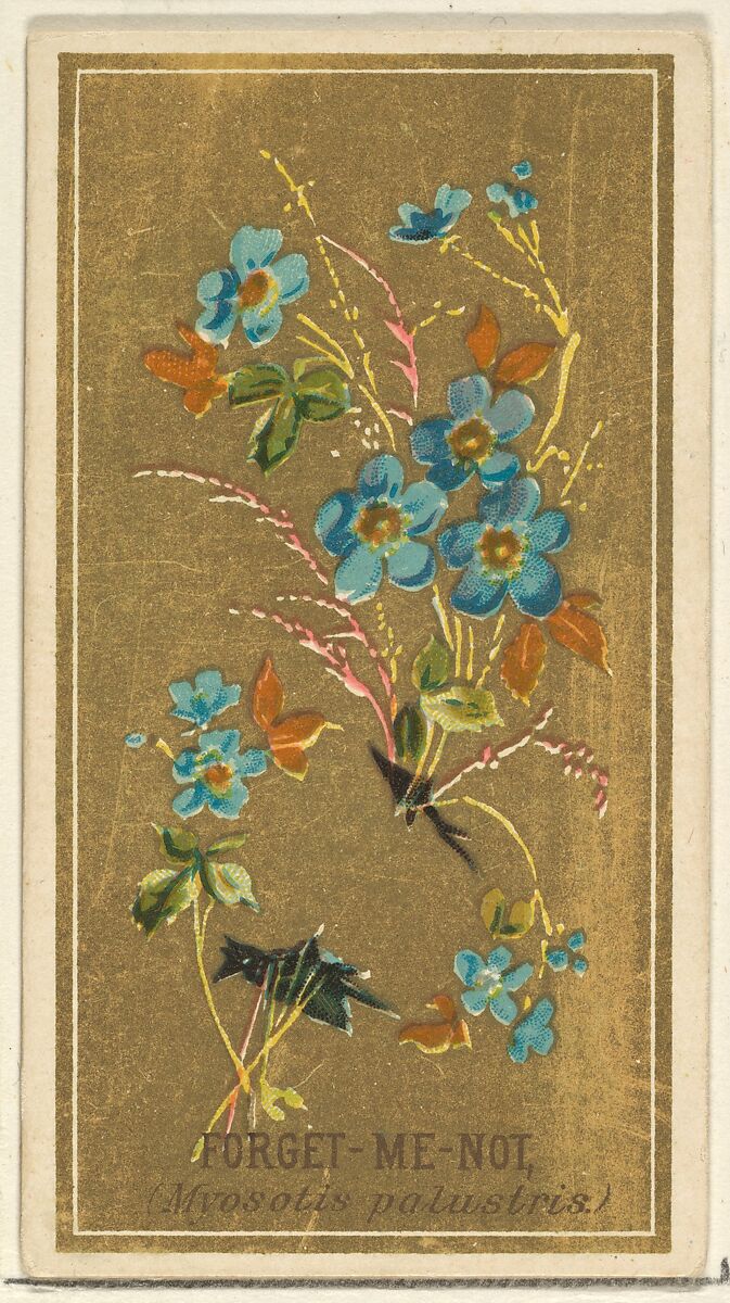Forget-Me-Not (Myosotis palustris), from the Flowers series for Old Judge Cigarettes, Issued by Goodwin &amp; Company, Commercial color lithograph 