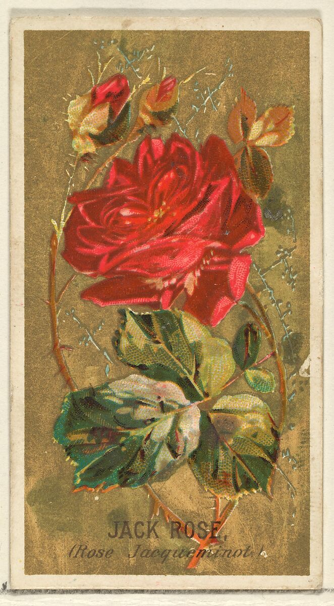 Jack Rose (Rose Jacqueminot), from the Flowers series for Old Judge Cigarettes, Issued by Goodwin &amp; Company, Commercial color lithograph 