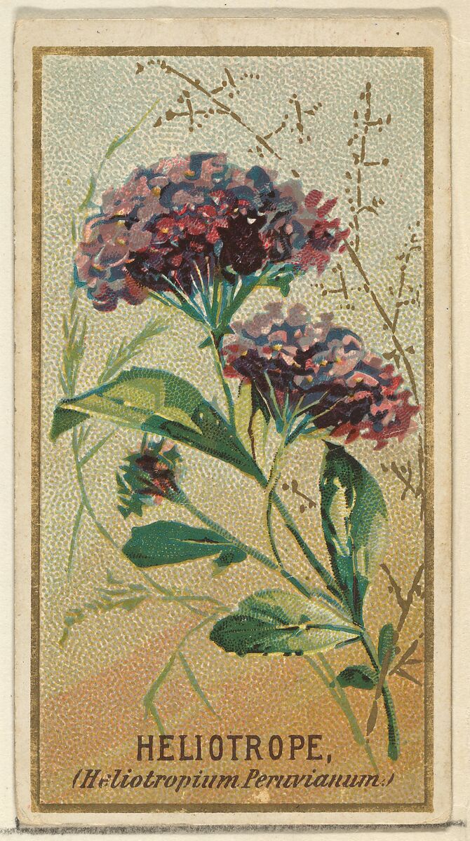 Heliotrope (Heliotropium Peruvianum), from the Flowers series for Old Judge Cigarettes, Issued by Goodwin &amp; Company, Commercial color lithograph 