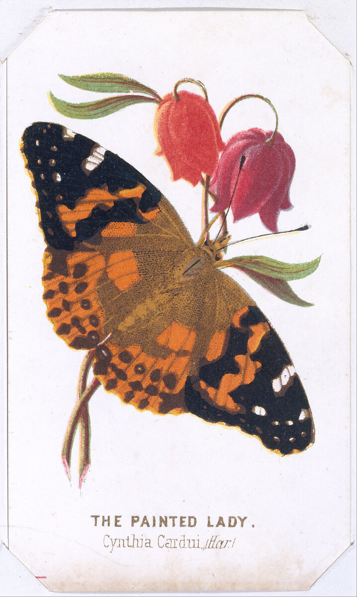 The Painted Lady from The Butterflies and Moths of America Part 2, Louis Prang &amp; Co. (Boston, Massachusetts), Color lithograph 