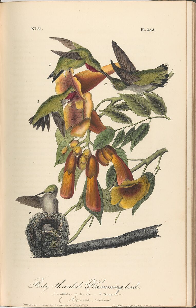 The Birds of America from Drawings Made in the United States, After John James Audubon (American (born Haiti), Les Cayes (Saint-Domingue) 1785–1851 New York), Illustrations: hand-colored lithographs 