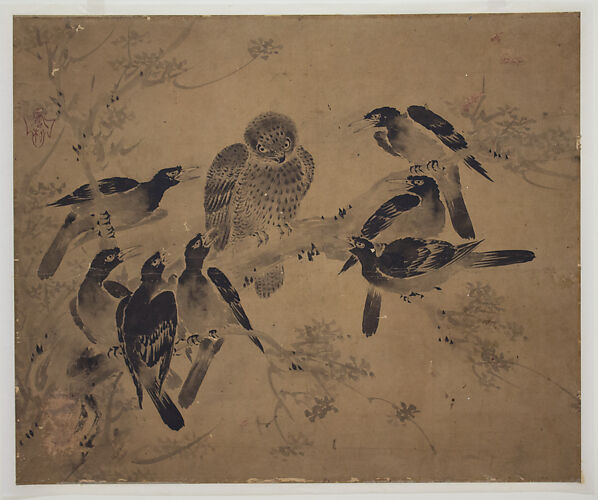 Mynah Birds Attacking an Owl