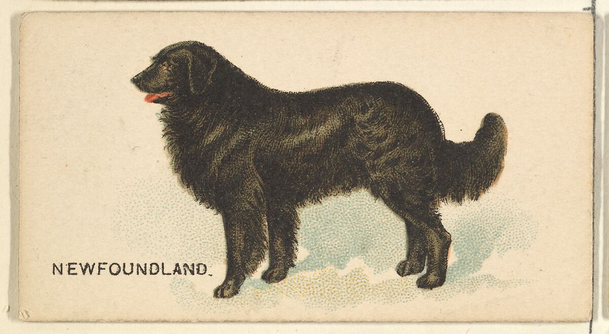 Newfoundland, from the Dogs of the World series for Old Judge Cigarettes, Issued by Goodwin &amp; Company, Commercial color lithograph 