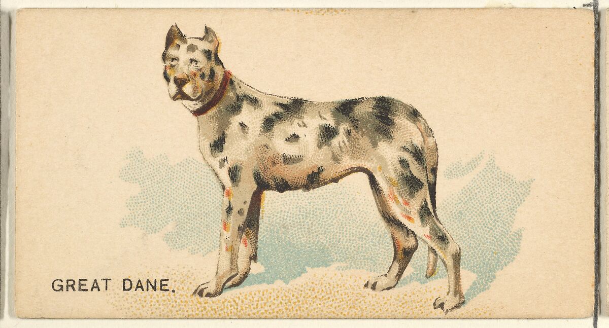 Great Dane, from the Dogs of the World series for Old Judge Cigarettes, Issued by Goodwin &amp; Company, Commercial color lithograph 