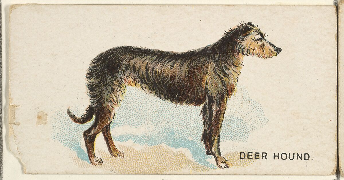 Deer Hound, from the Dogs of the World series for Old Judge Cigarettes, Issued by Goodwin &amp; Company, Commercial color lithograph 