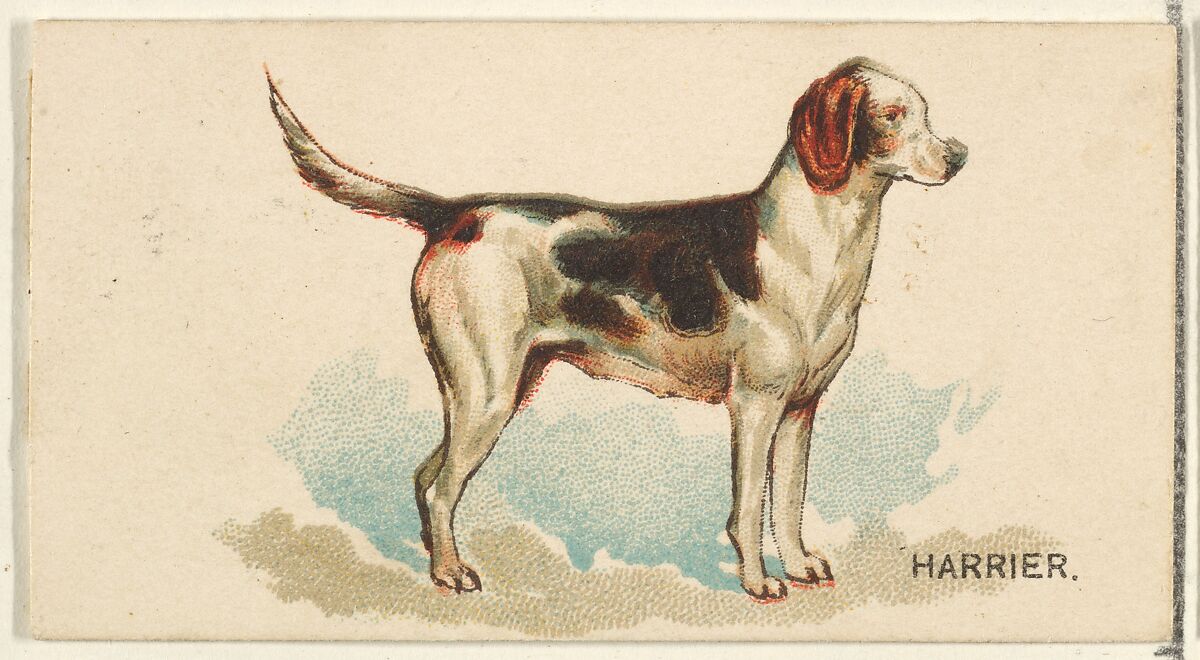 Harrier, from the Dogs of the World series for Old Judge Cigarettes, Issued by Goodwin &amp; Company, Commercial color lithograph 