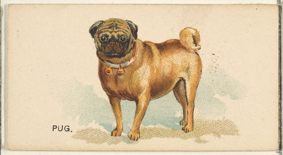 Pug, from the Dogs of the World series for Old Judge Cigarettes, Issued by Goodwin &amp; Company, Commercial color lithograph 