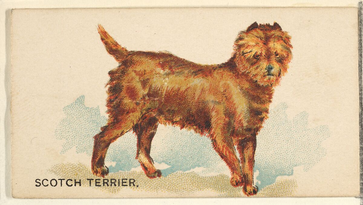 Scotch Terrier, from the Dogs of the World series for Old Judge Cigarettes, Issued by Goodwin &amp; Company, Commercial color lithograph 