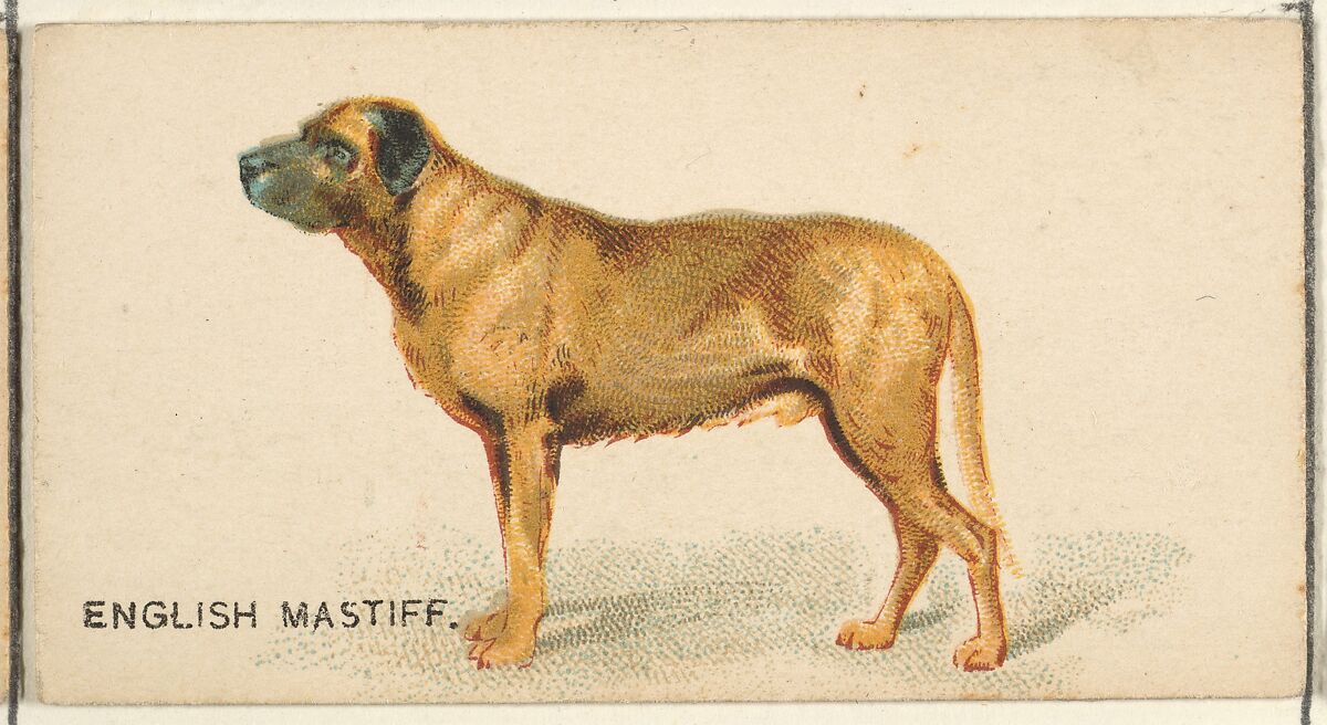 English Mastiff, from the Dogs of the World series for Old Judge Cigarettes, Issued by Goodwin &amp; Company, Commercial color lithograph 