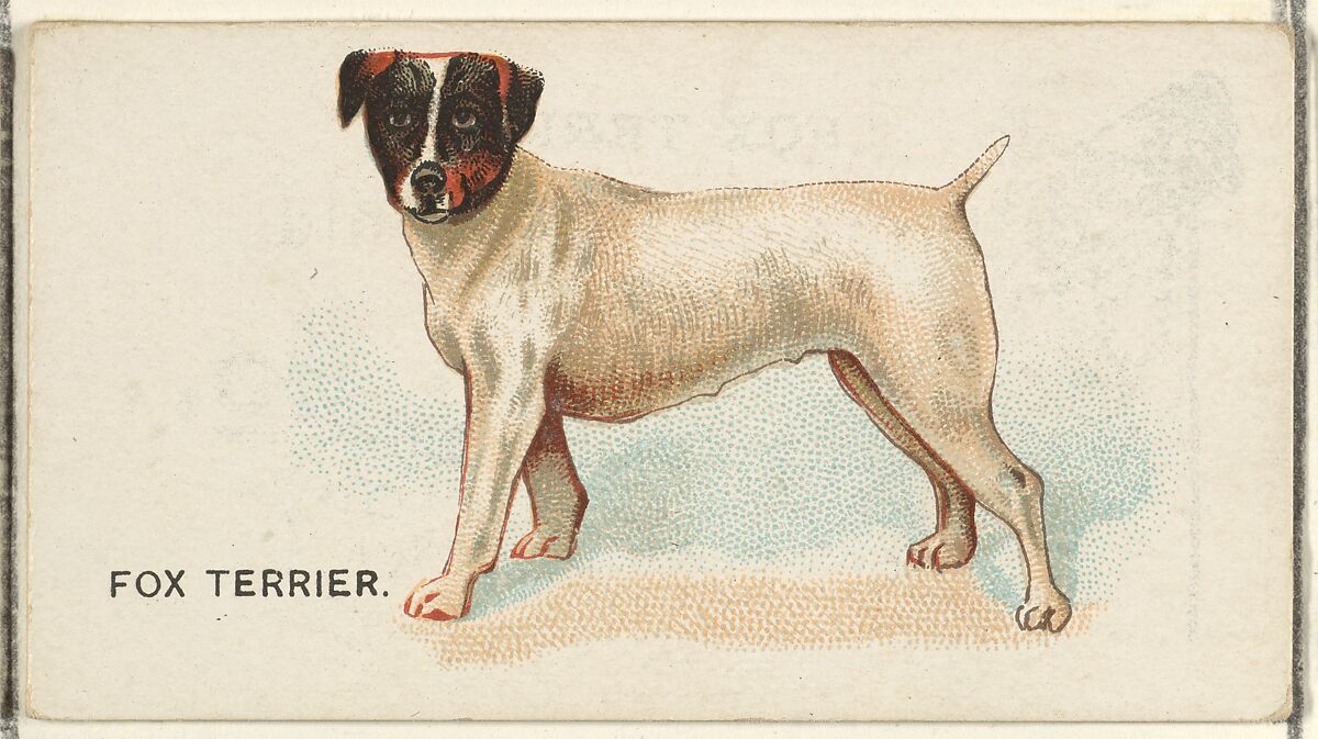 Fox Terrier, from the Dogs of the World series for Old Judge Cigarettes, Issued by Goodwin &amp; Company, Commercial color lithograph 