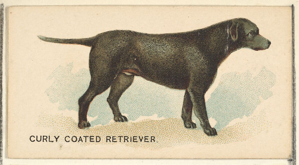 Curly Coated Retriever, from the Dogs of the World series for Old Judge Cigarettes, Issued by Goodwin &amp; Company, Commercial color lithograph 