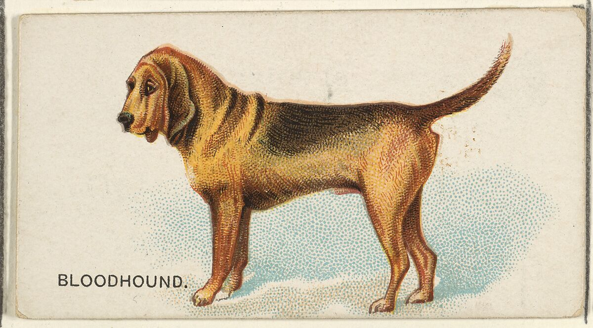Bloodhound, from the Dogs of the World series for Old Judge Cigarettes, Issued by Goodwin &amp; Company, Commercial color lithograph 
