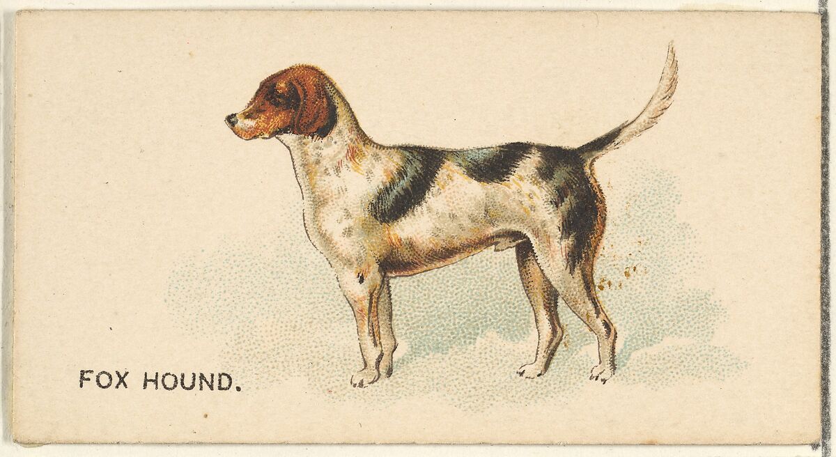 Fox Hound, from the Dogs of the World series for Old Judge Cigarettes, Issued by Goodwin &amp; Company, Commercial color lithograph 