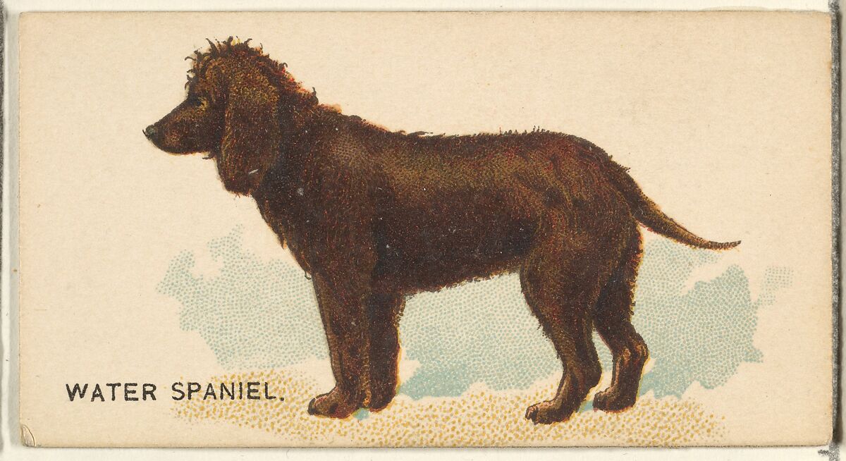Water Spaniel, from the Dogs of the World series for Old Judge Cigarettes, Issued by Goodwin &amp; Company, Commercial color lithograph 