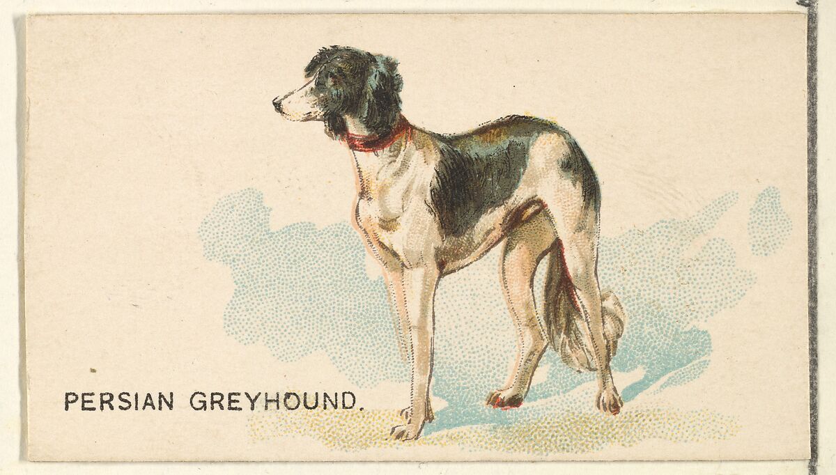 Persian Greyhound, from the Dogs of the World series for Old Judge Cigarettes, Issued by Goodwin &amp; Company, Commercial color lithograph 
