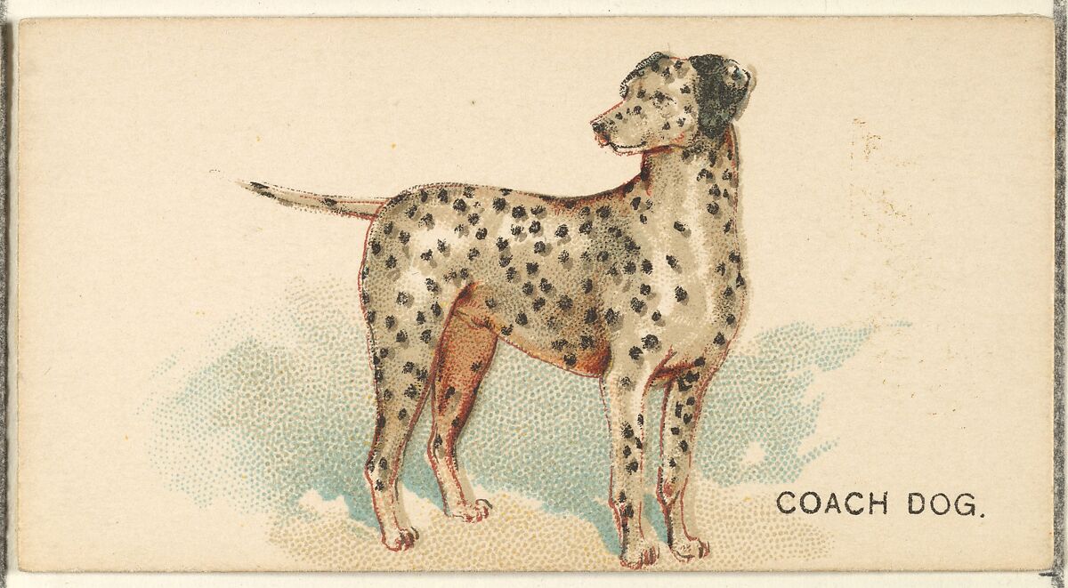 Coach Dog, from the Dogs of the World series for Old Judge Cigarettes, Issued by Goodwin &amp; Company, Commercial color lithograph 