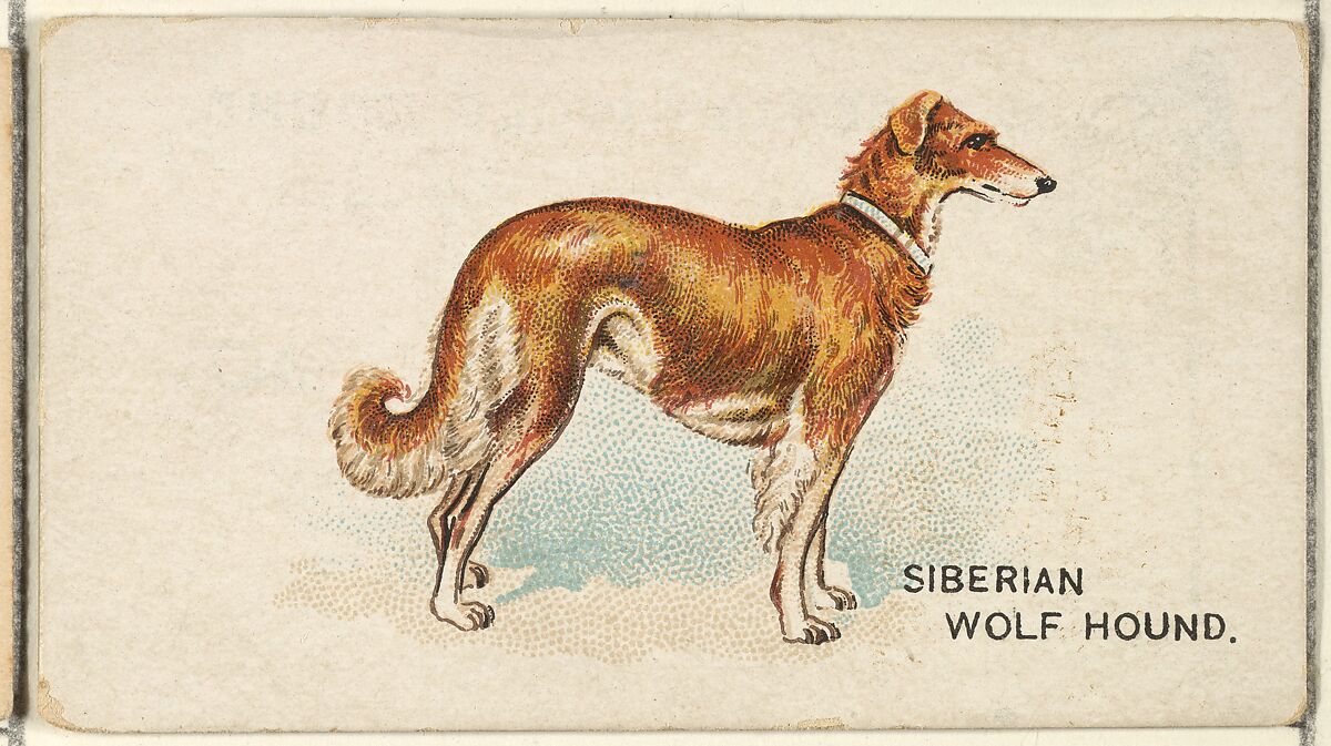 Siberian Wolf Hound, from the Dogs of the World series for Old Judge Cigarettes, Issued by Goodwin &amp; Company, Commercial color lithograph 
