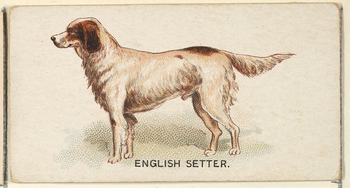 English Setter, from the Dogs of the World series for Old Judge Cigarettes, Issued by Goodwin &amp; Company, Commercial color lithograph 