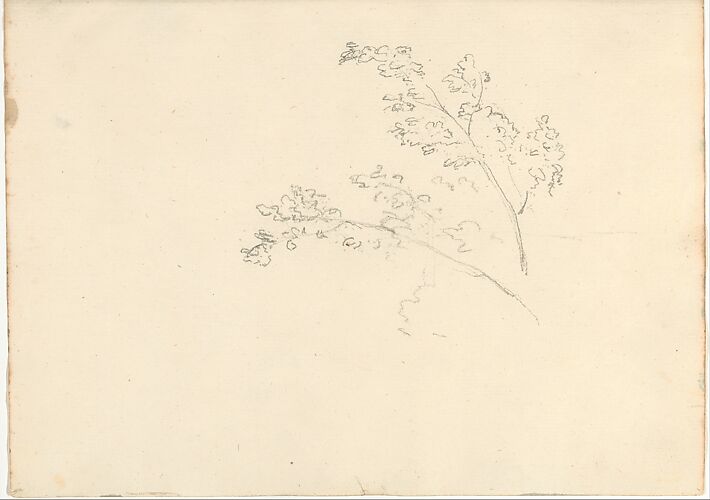 Tree Branches (Smaller Italian Sketchbook, leaf 30 recto)