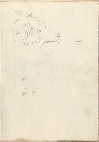 Head of a Dog (Smaller Italian Sketchbook, leaf 35 recto)