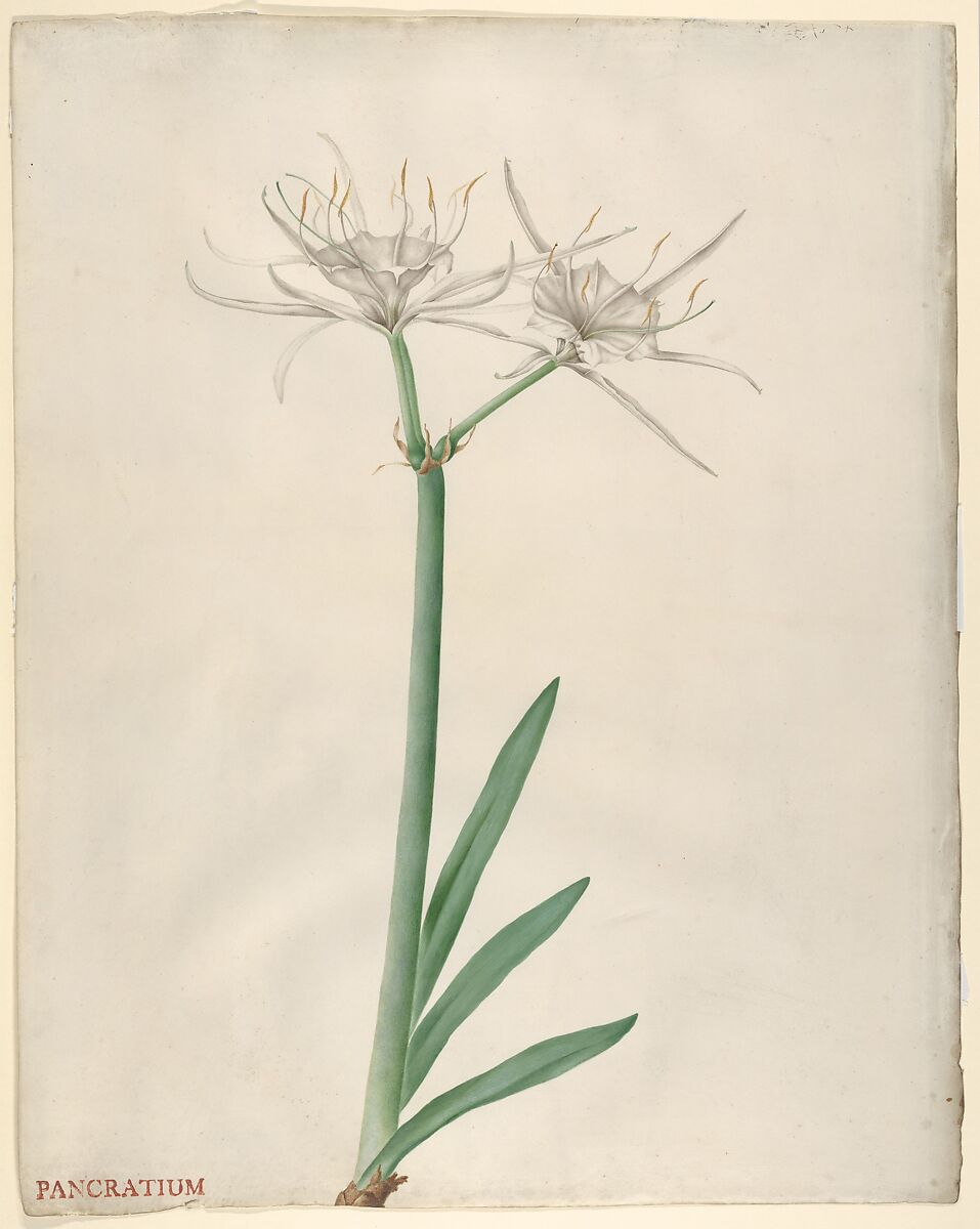 Pancratium (American narcissus), Georg Dionysius Ehret (German, Heidelberg 1708–1770 London), Watercolor and gouache (bodycolor), with traces of black chalk on vellum 