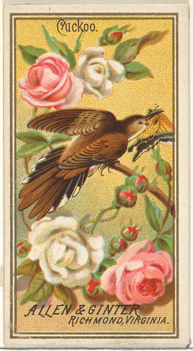 Cuckoo, from the Birds of America series (N4) for Allen & Ginter Cigarettes Brands, Issued by Allen &amp; Ginter (American, Richmond, Virginia), Commercial color lithograph 