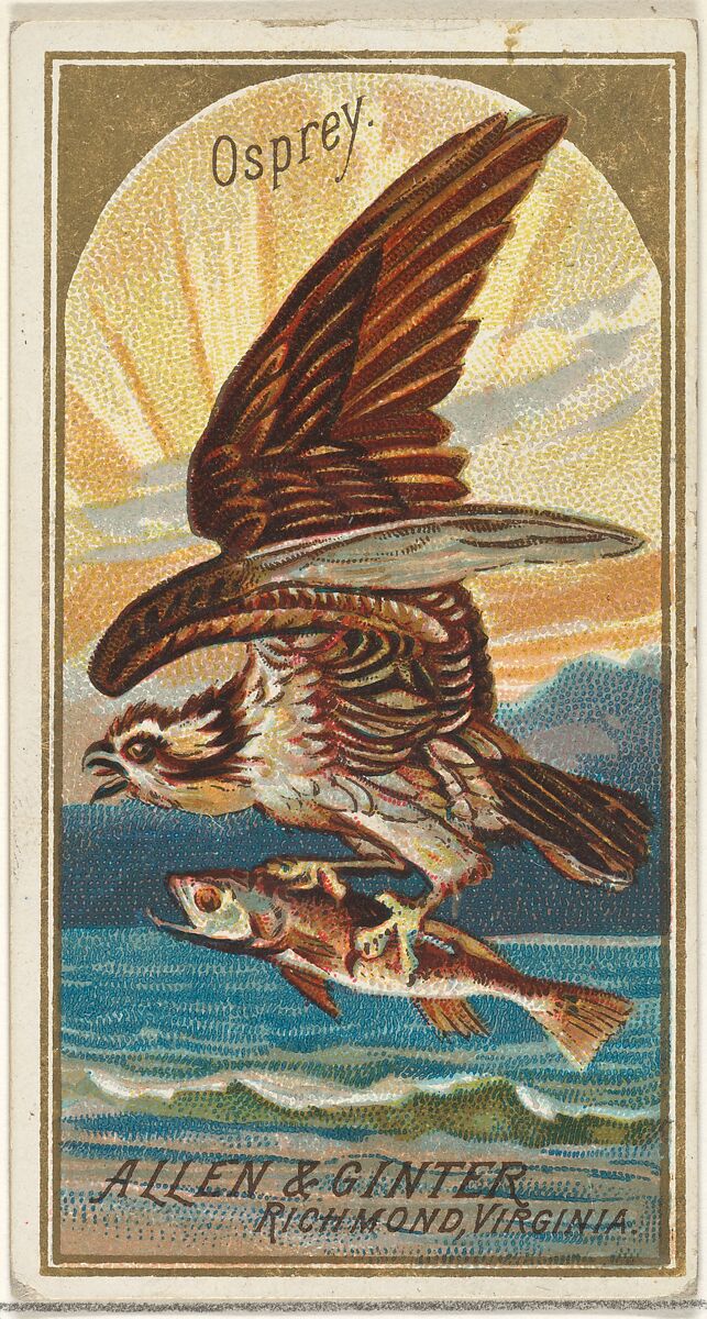 Osprey, from the Birds of America series (N4) for Allen & Ginter Cigarettes Brands, Issued by Allen &amp; Ginter (American, Richmond, Virginia), Commercial color lithograph 