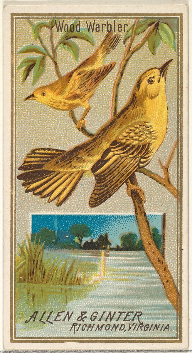 Wood Warbler, from the Birds of America series (N4) for Allen & Ginter Cigarettes Brands, Issued by Allen &amp; Ginter (American, Richmond, Virginia), Commercial color lithograph 