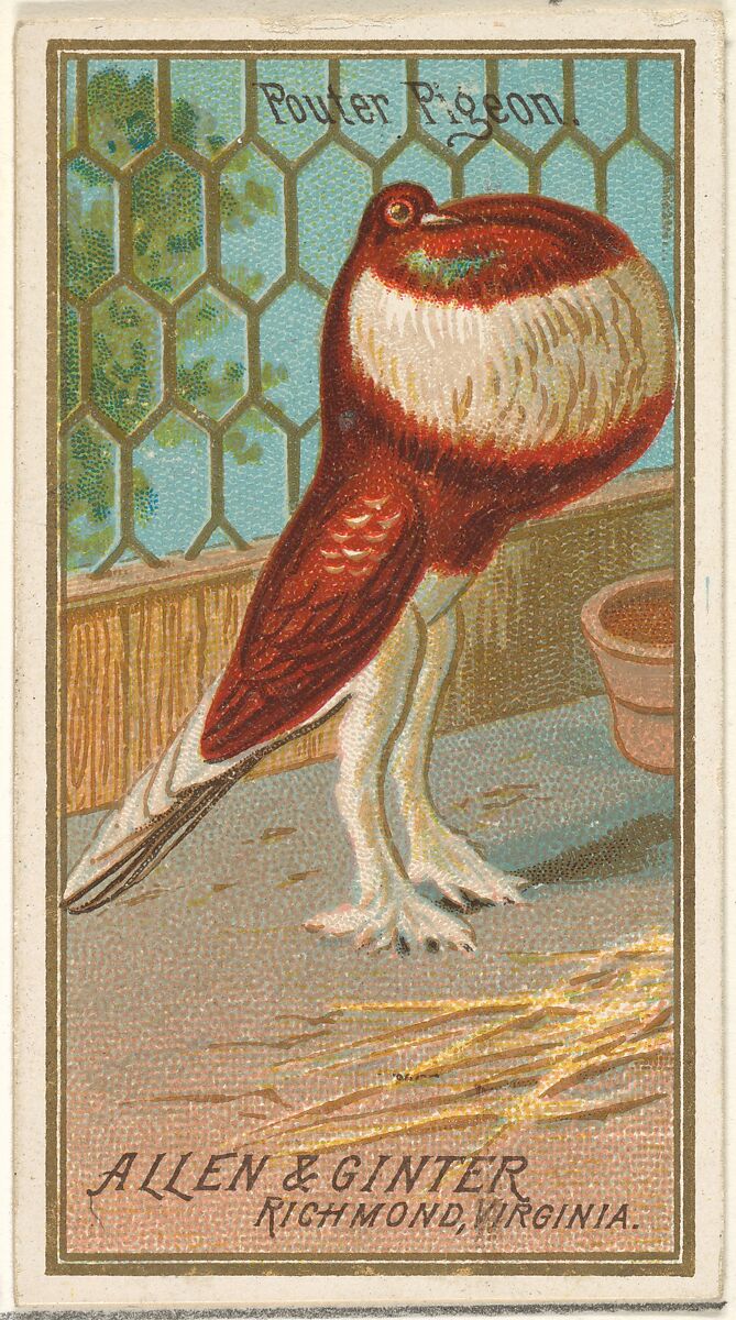 Pouter Pigeon, from the Birds of America series (N4) for Allen & Ginter Cigarettes Brands, Issued by Allen &amp; Ginter (American, Richmond, Virginia), Commercial color lithograph 