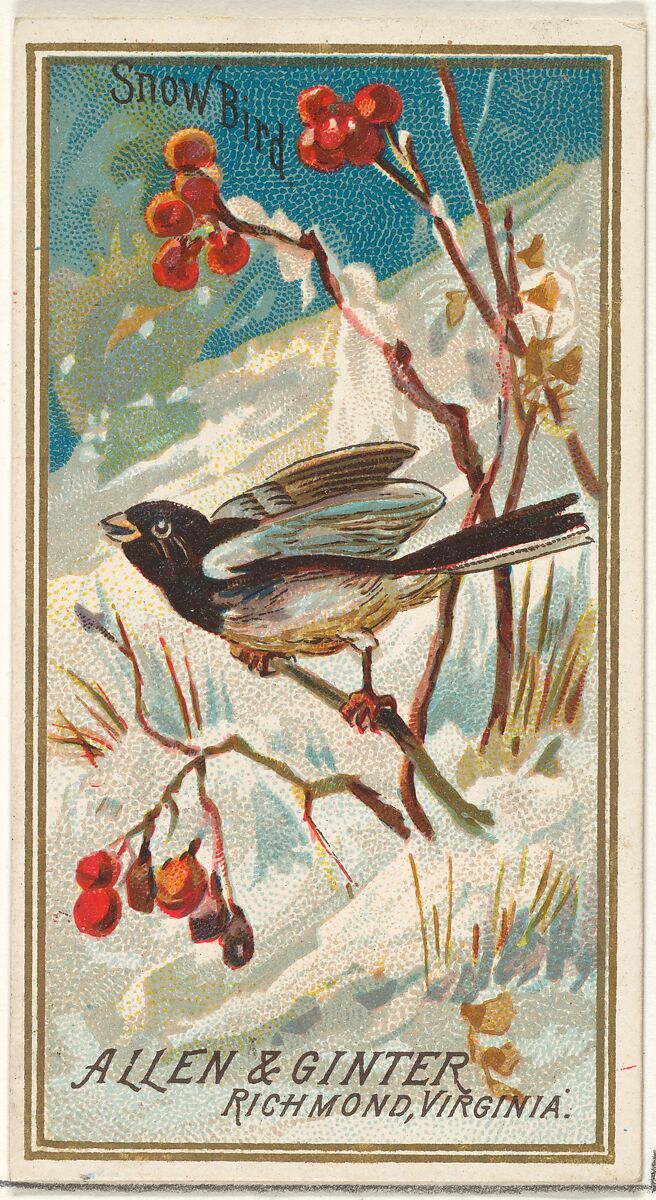 Snow Bird, from the Birds of America series (N4) for Allen & Ginter Cigarettes Brands, Issued by Allen &amp; Ginter (American, Richmond, Virginia), Commercial color lithograph 