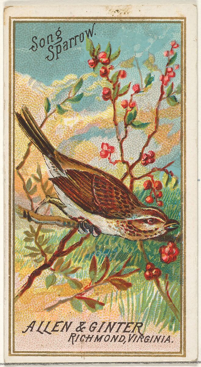 Issued by Allen & Ginter | Song Sparrow, from the Birds of America ...