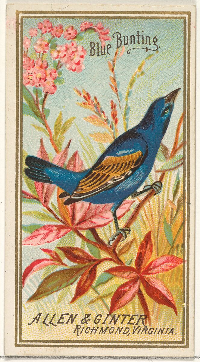 Blue Bunting, from the Birds of America series (N4) for Allen & Ginter Cigarettes Brands, Issued by Allen &amp; Ginter (American, Richmond, Virginia), Commercial color lithograph 