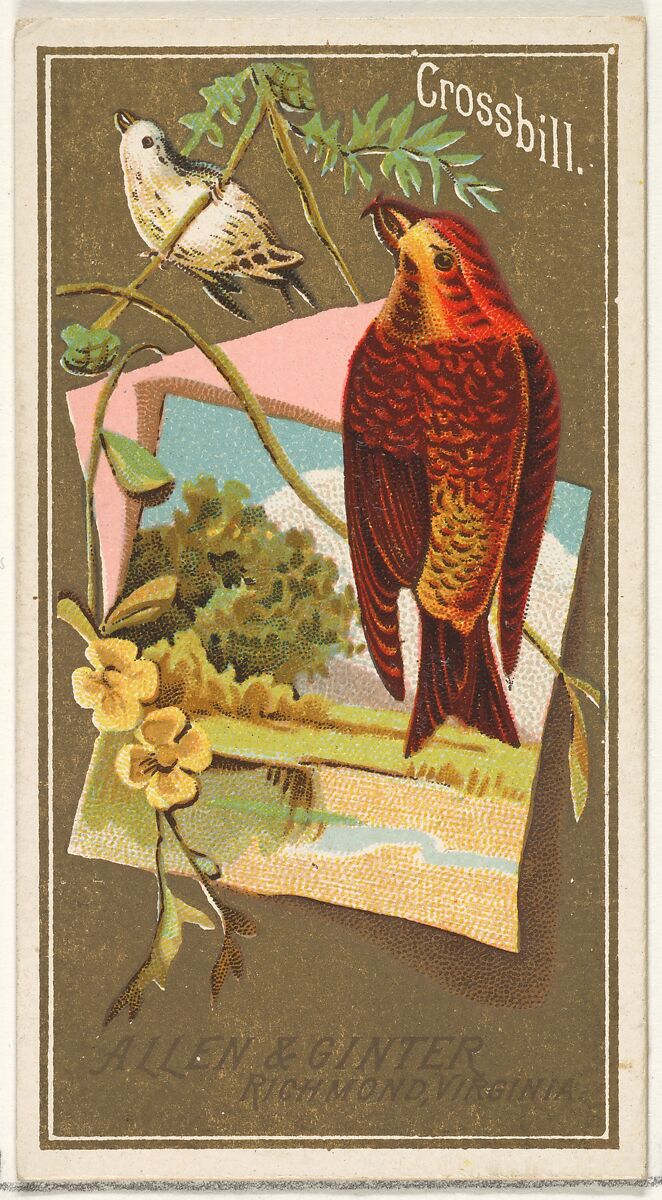 Crossbill, from the Birds of America series (N4) for Allen & Ginter Cigarettes Brands, Issued by Allen &amp; Ginter (American, Richmond, Virginia), Commercial color lithograph 