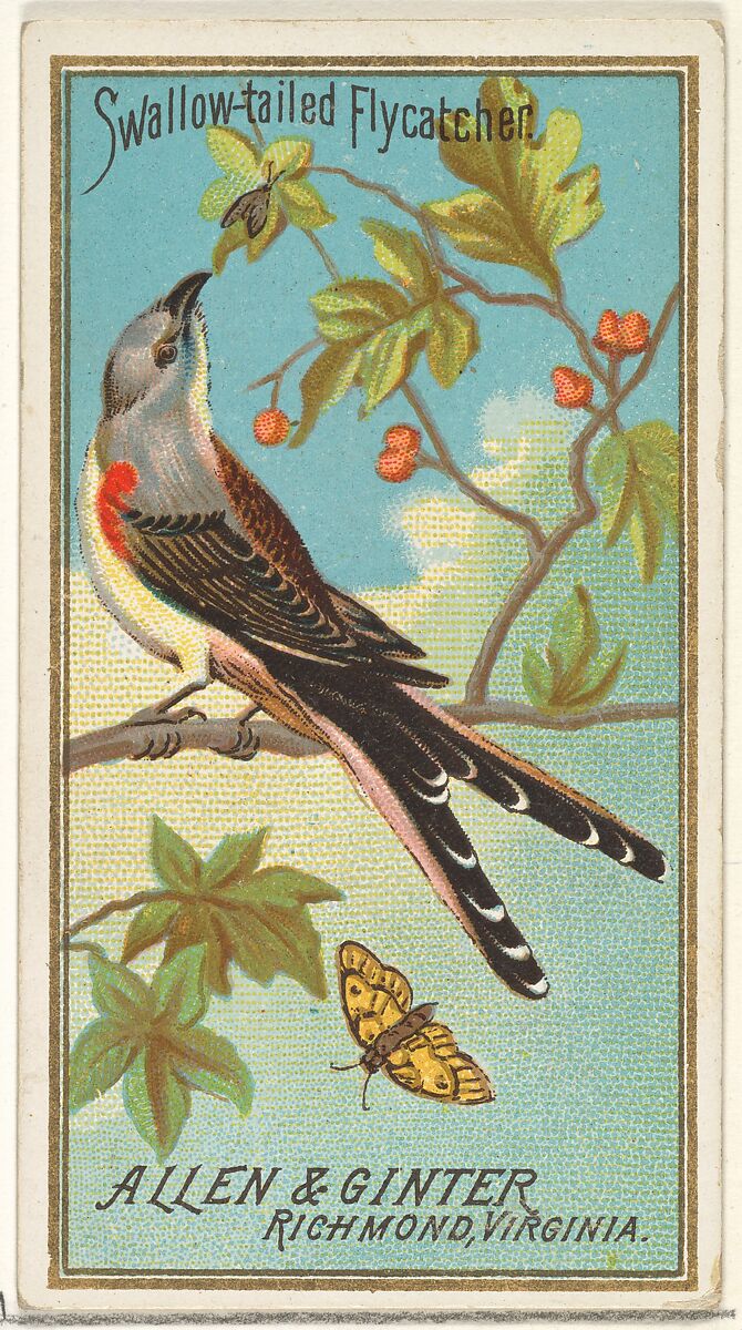 Swallow-tailed Flycatcher, from the Birds of America series (N4) for Allen & Ginter Cigarettes Brands, Issued by Allen &amp; Ginter (American, Richmond, Virginia), Commercial color lithograph 