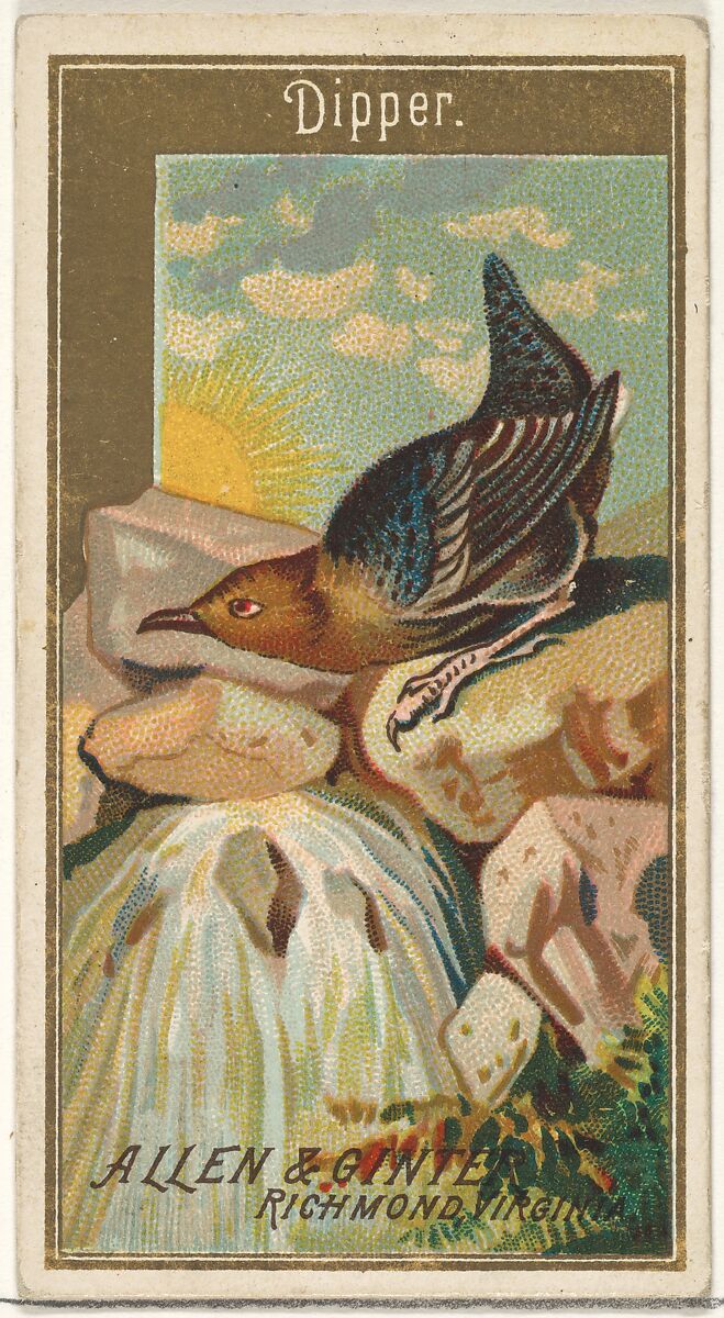 Dipper, from the Birds of America series (N4) for Allen & Ginter Cigarettes Brands, Issued by Allen &amp; Ginter (American, Richmond, Virginia), Commercial color lithograph 