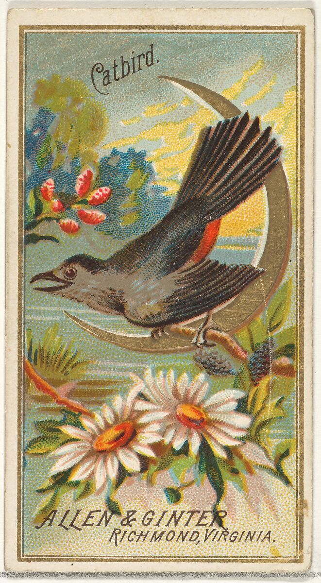 Catbird, from the Birds of America series (N4) for Allen & Ginter Cigarettes Brands, Issued by Allen &amp; Ginter (American, Richmond, Virginia), Commercial color lithograph 