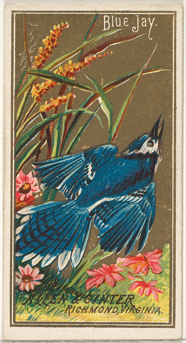 Issued by Allen & Ginter | Blue Jay, from the Birds of America series ...